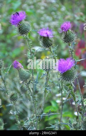 Dans la prairie des herbes sauvages fleurit le chardon (Carduus). Banque D'Images