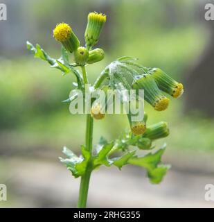 Dans la nature, Senecio vulgaris pousse comme une mauvaise herbe Banque D'Images