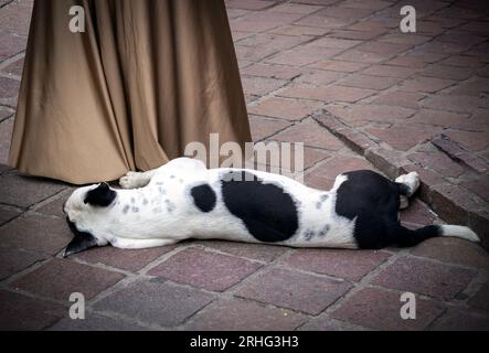 chien de rue couché dans la rue jouant. Banque D'Images