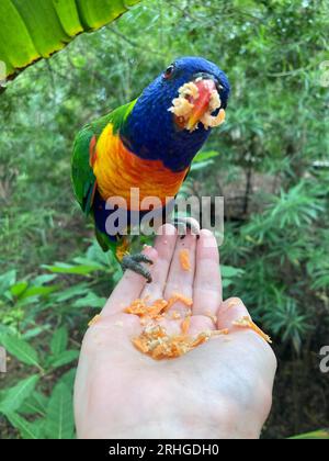 gros plan d'un lorikeet arc-en-ciel (trichoglossus moluccanus), perroquet australien indigène, assis sur une main de personne sur l'île magnétique, queensland, aus Banque D'Images