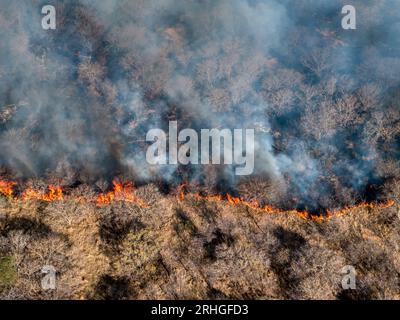 feu de brousse non contrôlé, changement climatique, pollution de l'environnement, flammes denses et fumée Banque D'Images