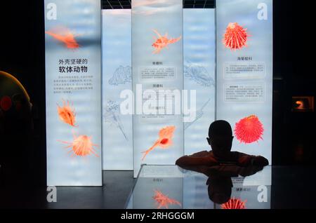 Les organismes marins épineux exposés au Musée d'histoire naturelle de Zhejiang attirent les visiteurs, ville de Hangzhou, province de Zhejiang de l'est de la Chine, 15 août, 202 Banque D'Images