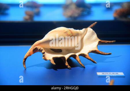 Les organismes marins épineux exposés au Musée d'histoire naturelle de Zhejiang attirent les visiteurs, ville de Hangzhou, province de Zhejiang de l'est de la Chine, 15 août, 202 Banque D'Images