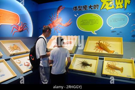 Les organismes marins épineux exposés au Musée d'histoire naturelle de Zhejiang attirent les visiteurs, ville de Hangzhou, province de Zhejiang de l'est de la Chine, 15 août, 202 Banque D'Images