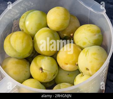 Reine Claude d'Oullin Greengage, plommon (Prunus domestica) Banque D'Images