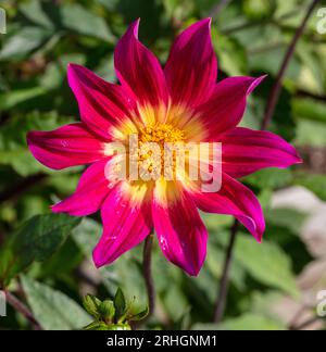 Dahlia à fleurs uniques, Enkelblommig dahlia (Dahlia x hortensis) Banque D'Images