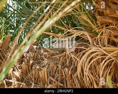 Lézard caché dans les feuilles denses, étant bien camouflé dans un palmier au Maroc. Banque D'Images