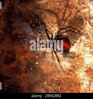 Redback Spider, très toxique peut être mortel pour les très jeunes enfants et les malades, trouvé principalement dans le sud-ouest de l'Australie Banque D'Images