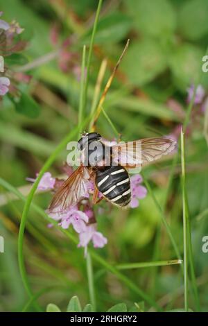 Gros plan détaillé sur un hoverfly à pois barrés blancs, Sericomyia lappona assis sur Vicia sepium Banque D'Images