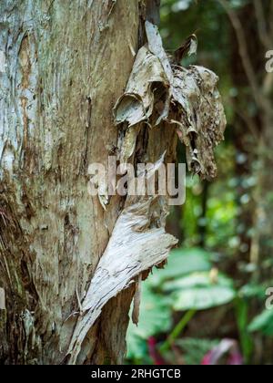 Écorce de papier pelée d'un arbre Paper Bark Banque D'Images