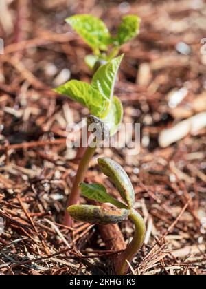 Plantes de fèves de beurre de la graine à la plantule, différentes phases de croissance et tailles dans un potager australien Banque D'Images