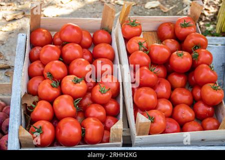 Caisse en bois pleine de tomates cultivées biologiques fraîchement récoltées dans le jardin vert, nourriture pour les végétariens, les végétaliens mais aussi pour salade pour les amateurs de viande Banque D'Images
