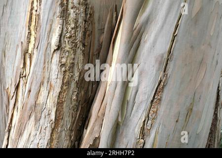 Gros plan de l'épluchage saisonnier de l'écorce du grand arbre de jardin en pleine croissance Eucalyptus. Banque D'Images