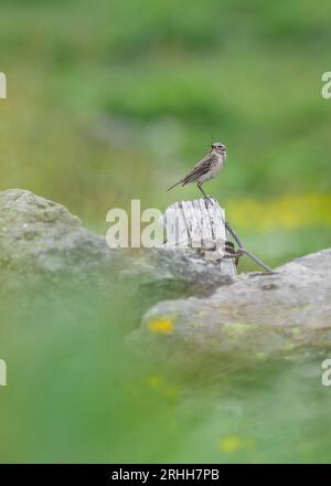 pipe d'eau avec proies dans le bec (Anthus spinoletta) Banque D'Images