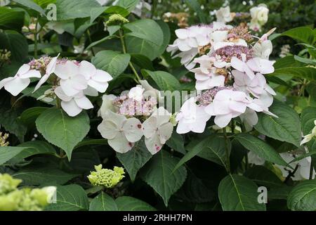 Gros plan des têtes de fleurs de l'arbuste hortensia macrophylla veitchii du jardin fleuri d'été. Banque D'Images