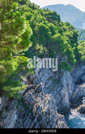 Falaises ensoleillées, couvertes de branches d'arbres à feuilles persistantes, à Petrovac na Moru, Monténégro. Banque D'Images