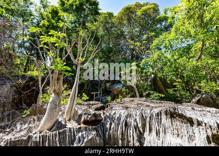 Petit Tsingy de Bemaraha, réserve naturelle stricte située près de la côte ouest de Madagascar. Patrimoine mondial de l'UNESCO avec une géographie unique, mangrove Banque D'Images