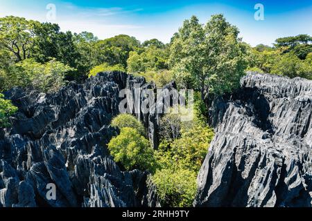 Petit Tsingy de Bemaraha, réserve naturelle stricte située près de la côte ouest de Madagascar. Patrimoine mondial de l'UNESCO avec une géographie unique, mangrove Banque D'Images