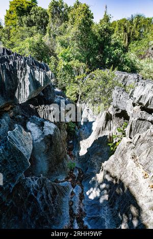 Petit Tsingy de Bemaraha, réserve naturelle stricte située près de la côte ouest de Madagascar. Patrimoine mondial de l'UNESCO avec une géographie unique, mangrove Banque D'Images