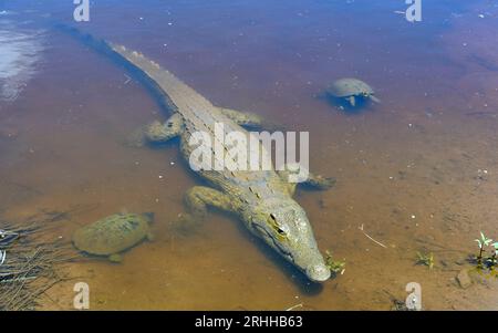 Un grand corcodile du nil (Crocodylus niloticus) et deux tortues (probablement le terrapin articulé serré, Pelusios sinuatus) dans un étang peu profond du PN Kruger Banque D'Images