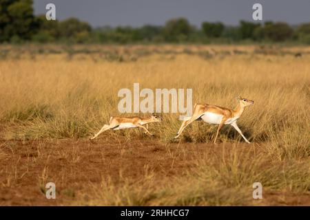 Femelle sauvage blackbuck ou antilope cervicapra ou antilope indienne avec son bébé ou faon courant dans les prairies du parc national velavadar gujrat inde Banque D'Images