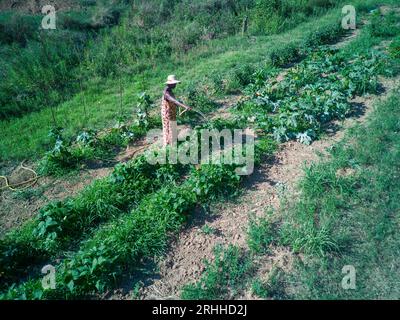 jeune femme africaine apte à récolter et arroser des plantes et des cultures dans le jardin potager en été dans un sol aride. Banque D'Images