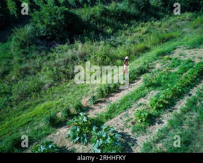 jeune femme africaine apte à récolter et arroser des plantes et des cultures dans le jardin potager en été dans un sol aride. Banque D'Images