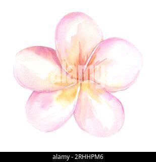 Watercolor tropical Plumeria isolé sur un fond blanc. Illustration botanique. Idéal pour les cartes, les invitations, les mariages et les soirées d'été Banque D'Images