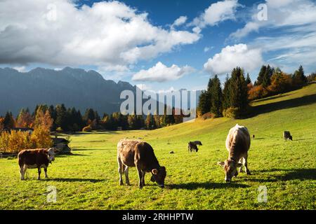 Vaches dans les Alpes Dolomites italiennes à l'heure d'été. Piereni in Val Canali, parc naturel de Paneveggio, Trentin, Dolomites, Italie. Photographie de paysage Banque D'Images