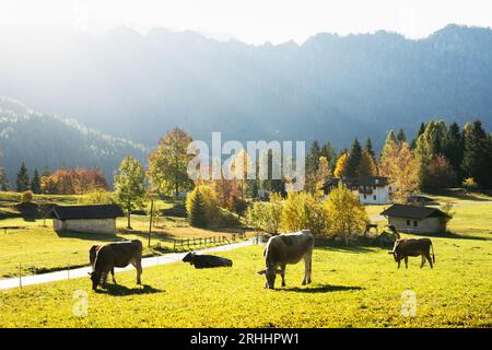 Vaches dans les Alpes Dolomites italiennes à l'heure d'été. Piereni in Val Canali, parc naturel de Paneveggio, Trentin, Dolomites, Italie. Photographie de paysage Banque D'Images