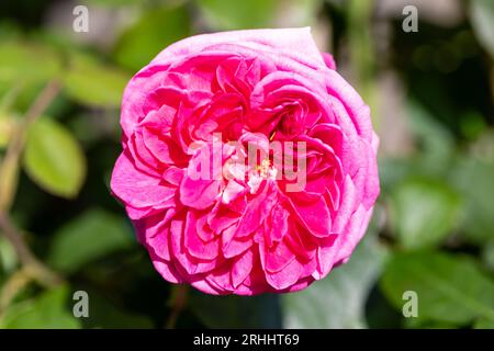 Rose English arbuste rose Gertrude Jekyll variété Banque D'Images