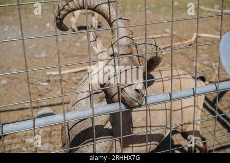 chèvre billy avec de grosses cornes regardant hors de la cage dans le zoo de carélie. Photo de haute qualité Banque D'Images