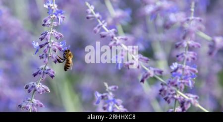 Abeille sur fleur violette Perovskia Atriplicifolia ou fleur de sauge russe. Flou fond nature, abeille, pollinisation, nectar, gros plan, espace Banque D'Images