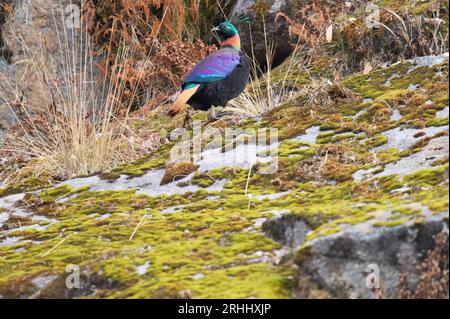 Himalayan Monal de chopta, uttarakhand Banque D'Images