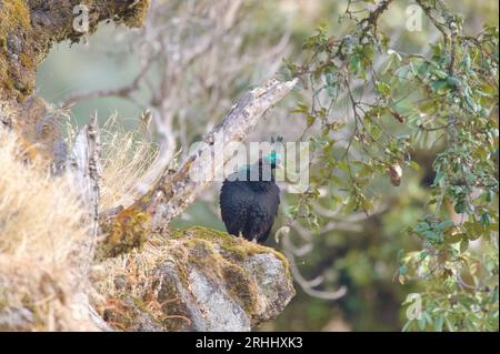 Himalayan Monal de chopta, uttarakhand Banque D'Images