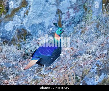 Himalayan Monal de chopta, uttarakhand Banque D'Images