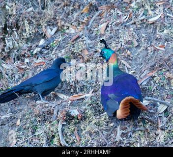 Himalayan Monal de chopta, uttarakhand Banque D'Images