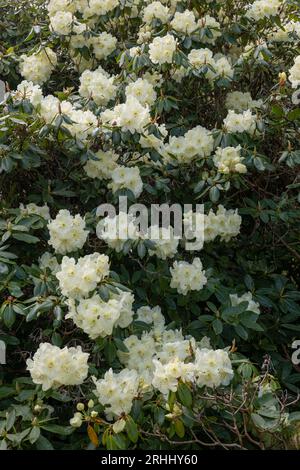 Rhododendron 'Roza Stevensons' fleurit au printemps, arbuste à feuilles persistantes en fleurs de la famille des Ericaceae. Banque D'Images