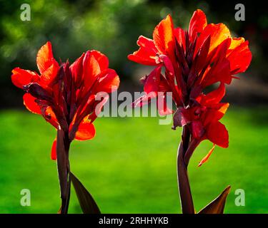 Canna Lily Calgary Zoo Alberta Banque D'Images