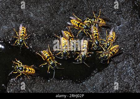 Travailleur actif guêpes communes vespula Banque D'Images