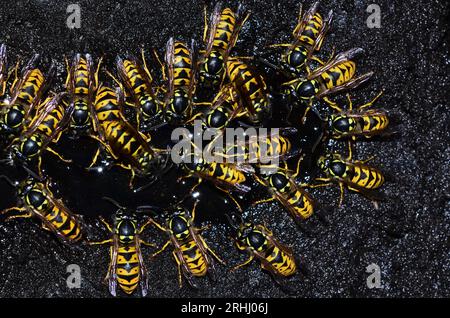 Travailleur actif guêpes communes vespula Banque D'Images