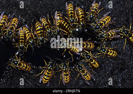 Travailleur actif guêpes communes vespula Banque D'Images