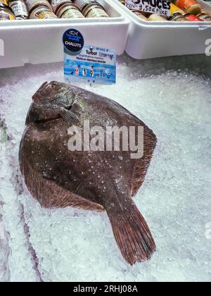 Turbot poisson plat frais dans la glace exposé à la vente au marché aux poissons couvert historique de Concarneau Bretagne France Banque D'Images