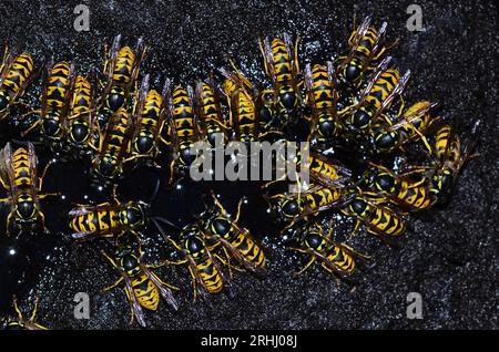 Travailleur actif guêpes communes vespula Banque D'Images