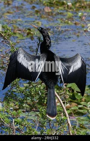 Anhinga anhinga leucogaster, Amerikanischer Schlangenhalsvogel, dindon d'eau, serpent Banque D'Images