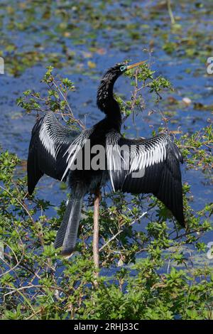 Anhinga anhinga leucogaster, Amerikanischer Schlangenhalsvogel, dindon d'eau, serpent Banque D'Images