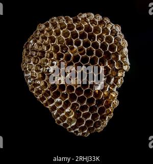 image de nature morte en studio d'un vieux nid de guêpes avec des détails macro d'éclairage spectaculaires Banque D'Images