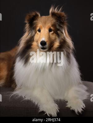 belle peluche damée sheltie shetland chien de mouton collie chiot avec un visage heureux et un éclairage doux Banque D'Images