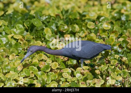 Egretta caerulea, Blaureiher, petit héron bleu Banque D'Images