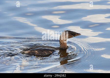 Podilymbus podiceps podiceps, Bindentaucher, grèbe à bec de pied Banque D'Images